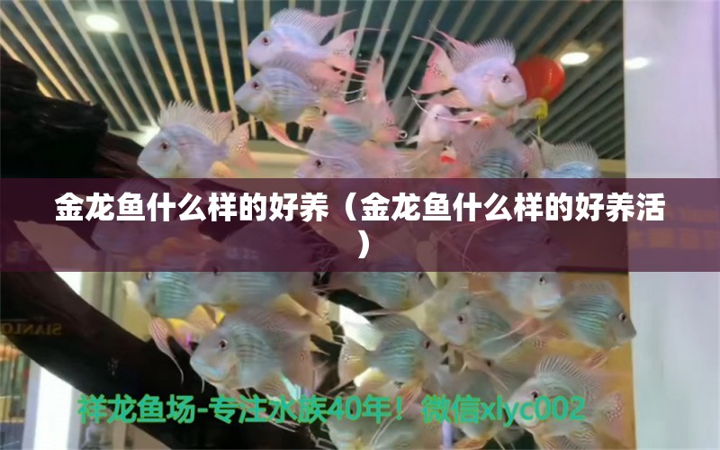 金龙鱼什么样的好养（金龙鱼什么样的好养活） 祥龙水族医院