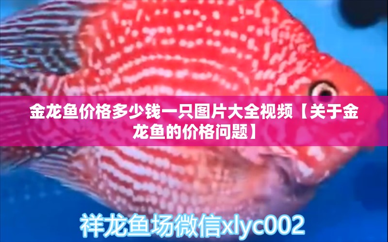 金龙鱼价格多少钱一只图片大全视频【关于金龙鱼的价格问题】 水族问答 第1张