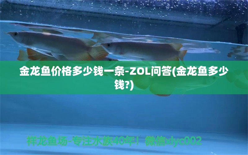 金龙鱼价格多少钱一条-ZOL问答(金龙鱼多少钱?)