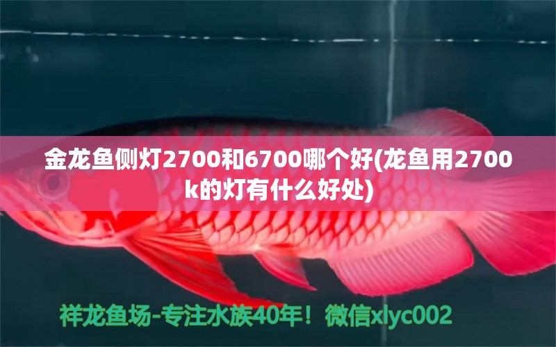 金龙鱼侧灯2700和6700哪个好(龙鱼用2700k的灯有什么好处) 暹罗巨鲤