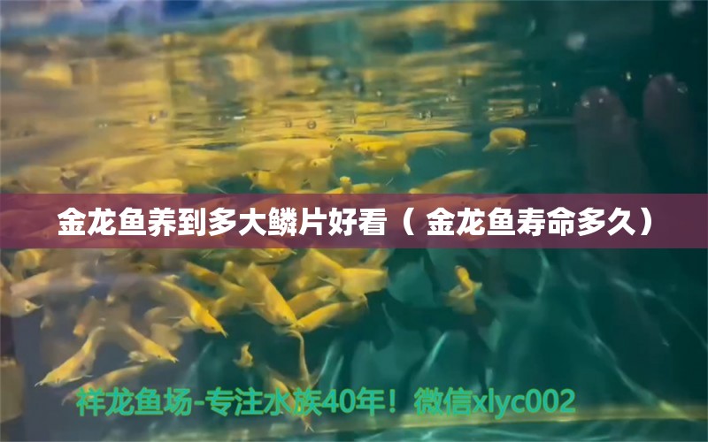 金龙鱼养到多大鳞片好看（ 金龙鱼寿命多久） 鱼缸百科 第1张