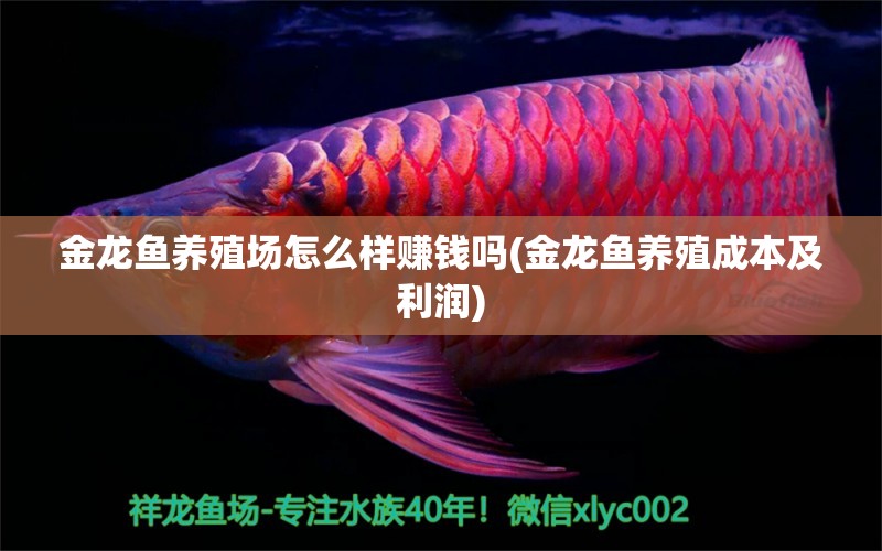 金龙鱼养殖场怎么样赚钱吗(金龙鱼养殖成本及利润) 广州水族批发市场