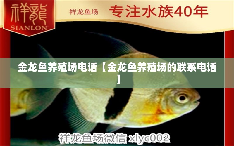 金龙鱼养殖场电话【金龙鱼养殖场的联系电话】 水族问答 第1张