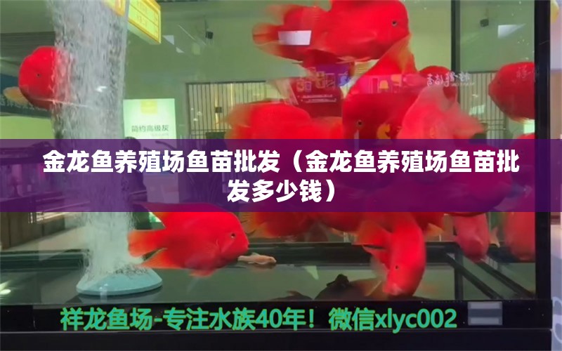 金龙鱼养殖场鱼苗批发（金龙鱼养殖场鱼苗批发多少钱） 祥龙水族医院