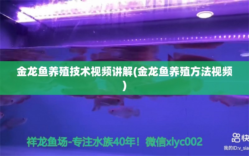 金龙鱼养殖技术视频讲解(金龙鱼养殖方法视频)