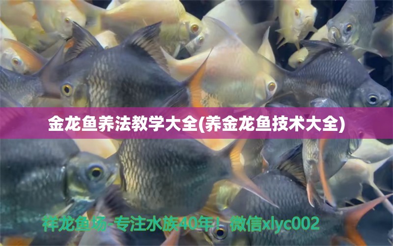 金龙鱼养法教学大全(养金龙鱼技术大全) 2024第28届中国国际宠物水族展览会CIPS（长城宠物展2024 CIPS）