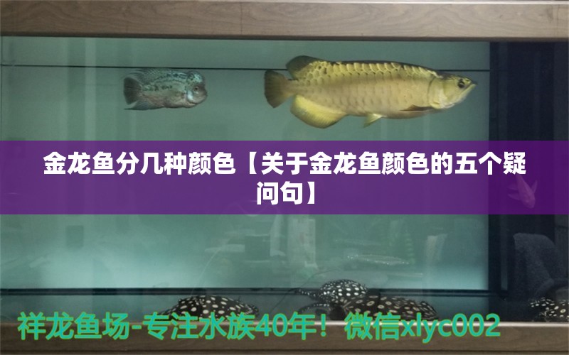 金龙鱼分几种颜色【关于金龙鱼颜色的五个疑问句】 水族问答 第1张