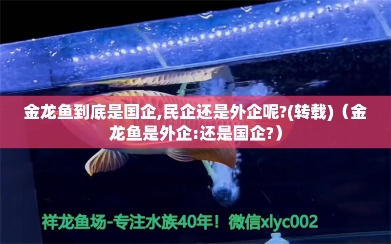 金龙鱼到底是国企,民企还是外企呢?(转载)（金龙鱼是外企:还是国企?）