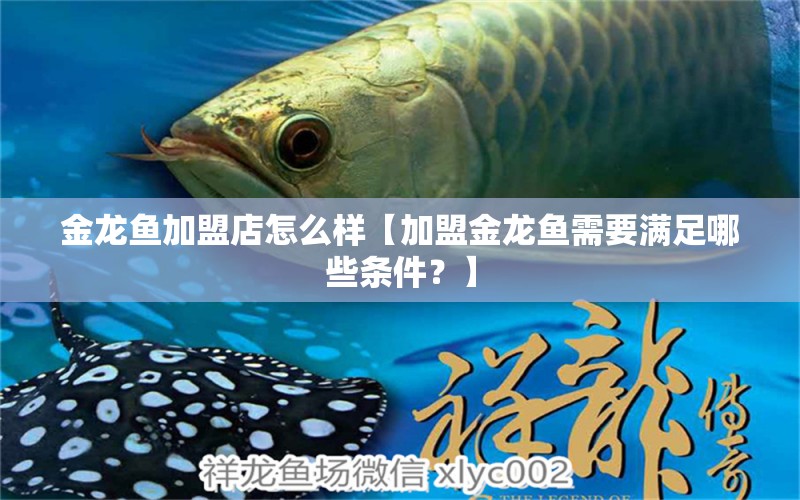 金龙鱼加盟店怎么样【加盟金龙鱼需要满足哪些条件？】 水族问答 第1张