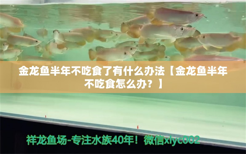 金龙鱼半年不吃食了有什么办法【金龙鱼半年不吃食怎么办？】 水族问答 第2张