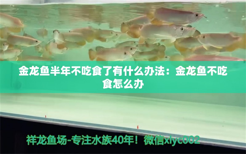 金龙鱼半年不吃食了有什么办法：金龙鱼不吃食怎么办