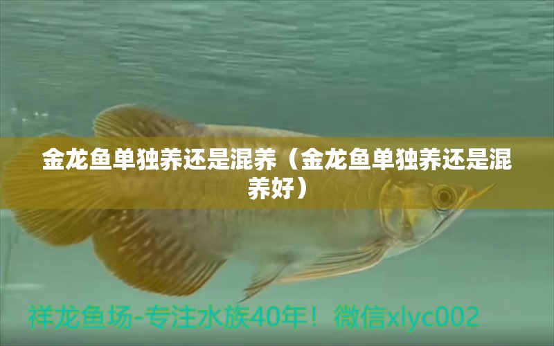 金龙鱼单独养还是混养（金龙鱼单独养还是混养好） 祥龙水族医院