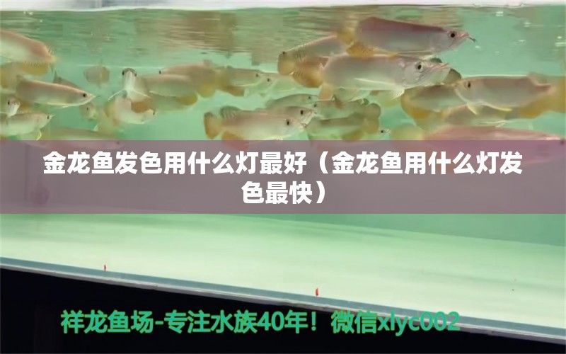 金龙鱼发色用什么灯最好（金龙鱼用什么灯发色最快）