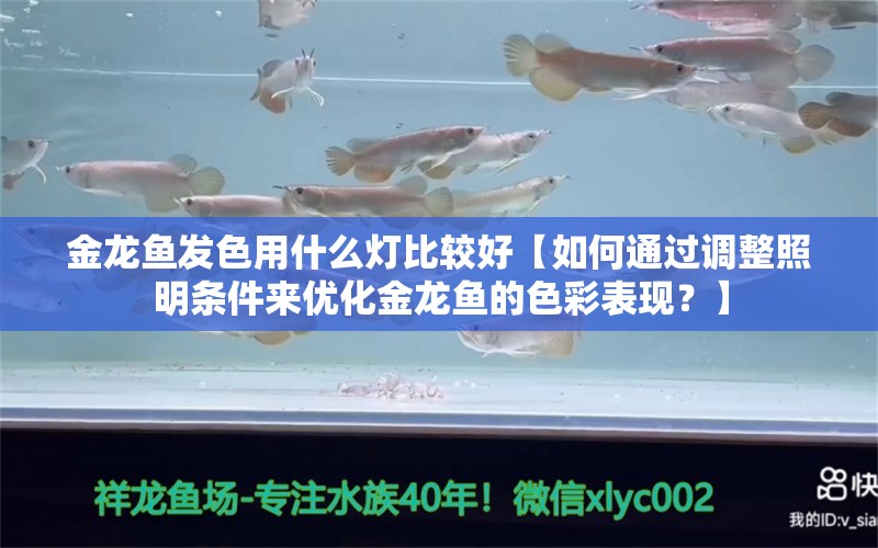 金龙鱼发色用什么灯比较好【如何通过调整照明条件来优化金龙鱼的色彩表现？】 水族问答 第1张