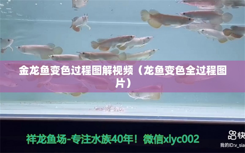 金龙鱼变色过程图解视频（龙鱼变色全过程图片） 三间鼠鱼苗