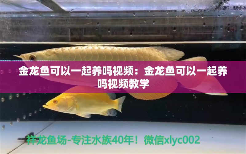 金龙鱼可以一起养吗视频：金龙鱼可以一起养吗视频教学 龙鱼百科