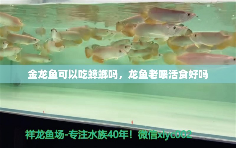 金龙鱼可以吃蟑螂吗，龙鱼老喂活食好吗 养鱼的好处 第1张