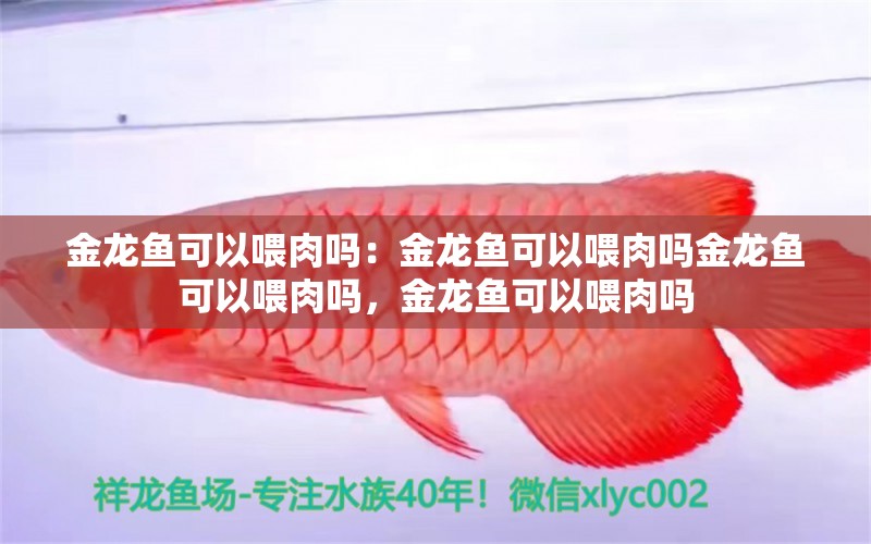 金龙鱼可以喂肉吗：金龙鱼可以喂肉吗金龙鱼可以喂肉吗，金龙鱼可以喂肉吗 龙鱼百科 第1张