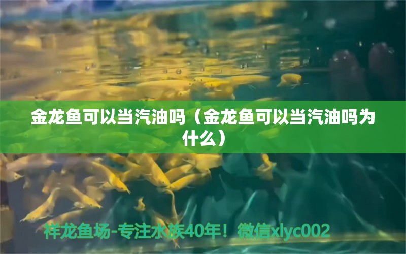 金龙鱼可以当汽油吗（金龙鱼可以当汽油吗为什么）