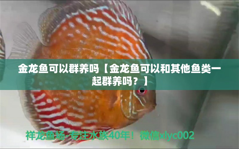 金龙鱼可以群养吗【金龙鱼可以和其他鱼类一起群养吗？】 水族问答 第1张