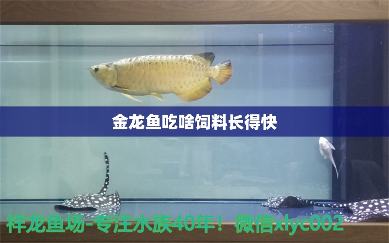 金龙鱼吃啥饲料长得快 龙鱼百科 第2张