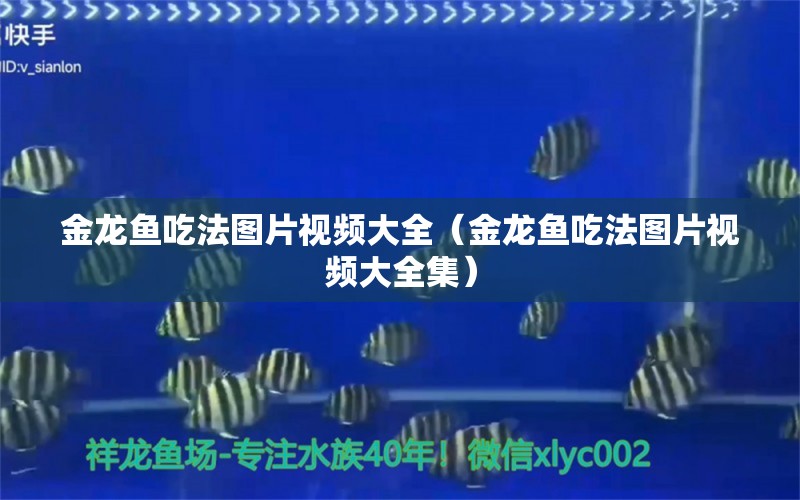 金龙鱼吃法图片视频大全（金龙鱼吃法图片视频大全集） 龙鱼专用灯