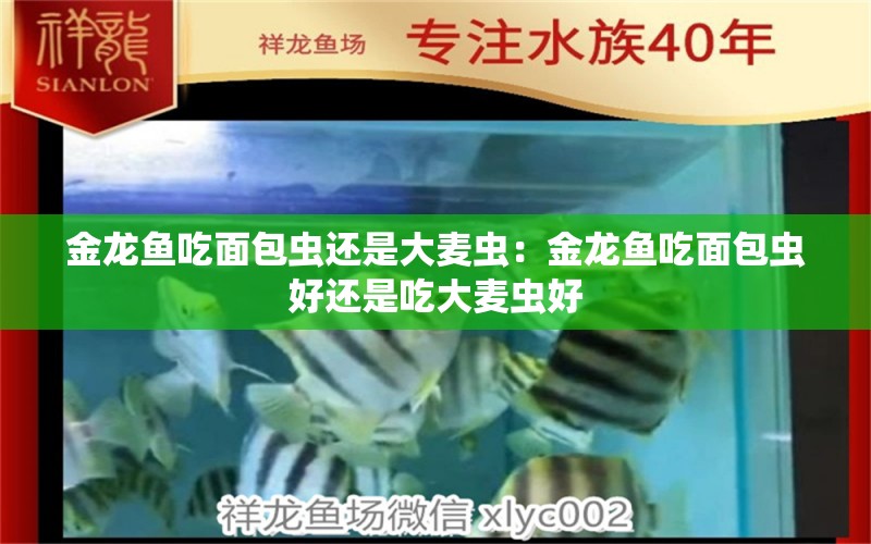 金龙鱼吃面包虫还是大麦虫：金龙鱼吃面包虫好还是吃大麦虫好 龙鱼百科 第2张