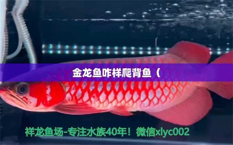 金龙鱼咋样爬背鱼（ 水族问答 第1张