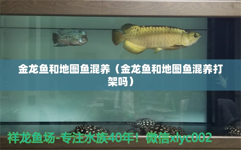 金龙鱼和地图鱼混养（金龙鱼和地图鱼混养打架吗） 祥龙水族医院