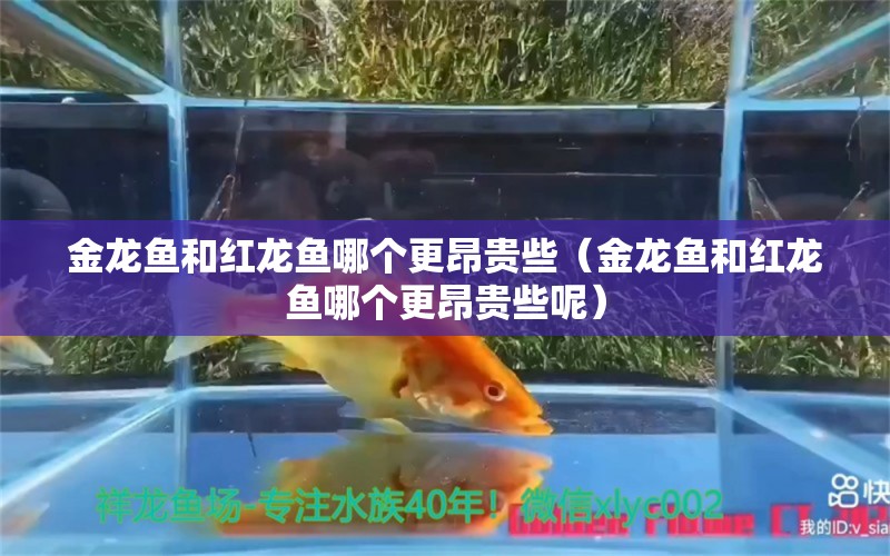 金龙鱼和红龙鱼哪个更昂贵些（金龙鱼和红龙鱼哪个更昂贵些呢）