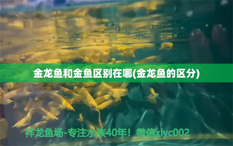 金龙鱼和金鱼区别在哪(金龙鱼的区分)