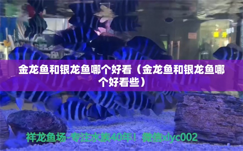 金龙鱼和银龙鱼哪个好看（金龙鱼和银龙鱼哪个好看些）