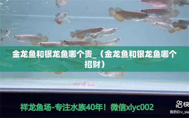 金龙鱼和银龙鱼哪个贵_（金龙鱼和银龙鱼哪个招财） 银龙鱼百科 第1张