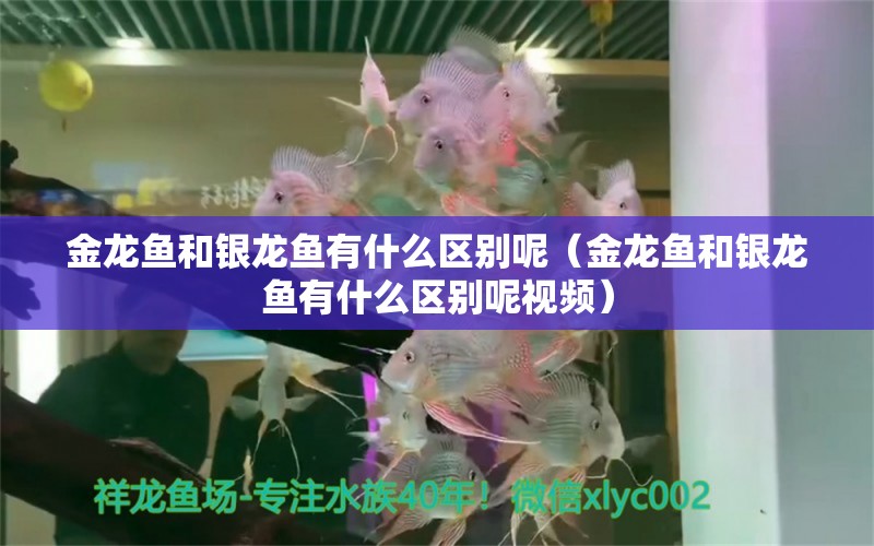 金龙鱼和银龙鱼有什么区别呢（金龙鱼和银龙鱼有什么区别呢视频）