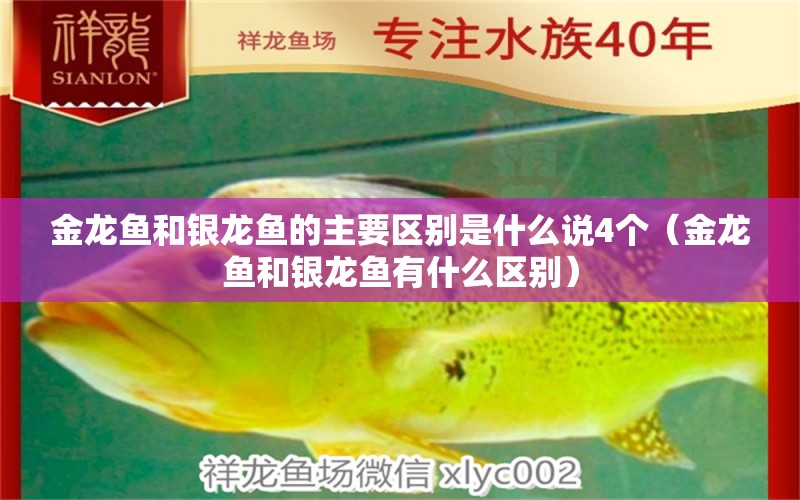 金龙鱼和银龙鱼的主要区别是什么说4个（金龙鱼和银龙鱼有什么区别）