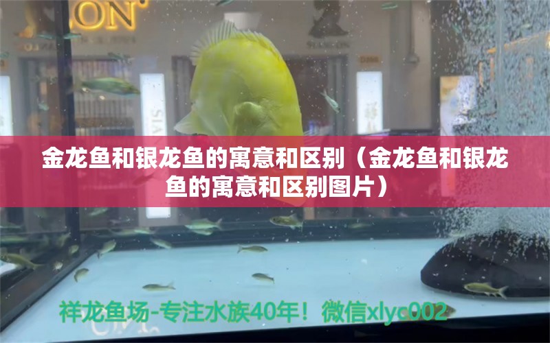 金龙鱼和银龙鱼的寓意和区别（金龙鱼和银龙鱼的寓意和区别图片） 银龙鱼