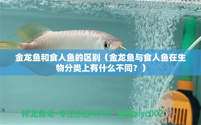 金龙鱼和食人鱼的区别（金龙鱼与食人鱼在生物分类上有什么不同？） 水族问答 第1张