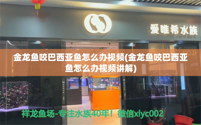 金龙鱼咬巴西亚鱼怎么办视频(金龙鱼咬巴西亚鱼怎么办视频讲解)