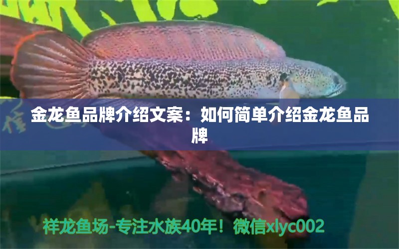 金龙鱼品牌介绍文案：如何简单介绍金龙鱼品牌 广州龙鱼批发市场