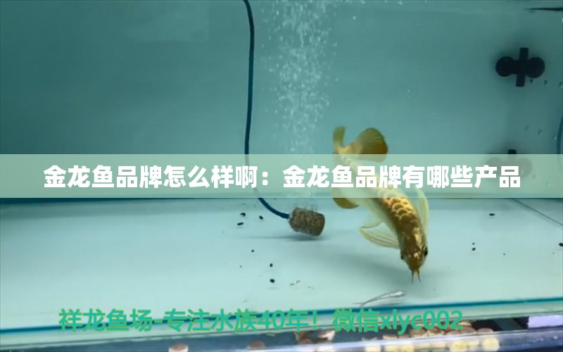 金龙鱼品牌怎么样啊：金龙鱼品牌有哪些产品 广州龙鱼批发市场