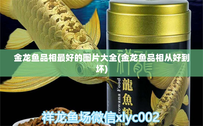 金龙鱼品相最好的图片大全(金龙鱼品相从好到坏) 泰国虎鱼