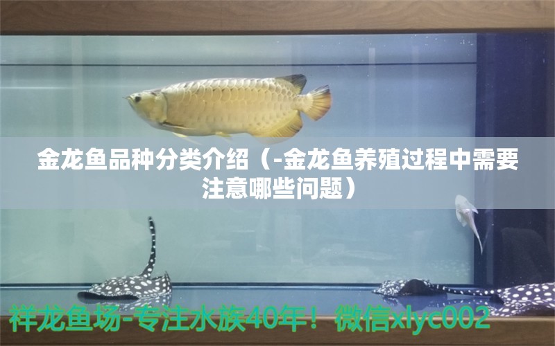 金龙鱼品种分类介绍（-金龙鱼养殖过程中需要注意哪些问题） 水族问答 第1张