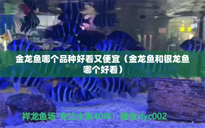 金龙鱼哪个品种好看又便宜（金龙鱼和银龙鱼哪个好看） 银龙鱼百科 第1张