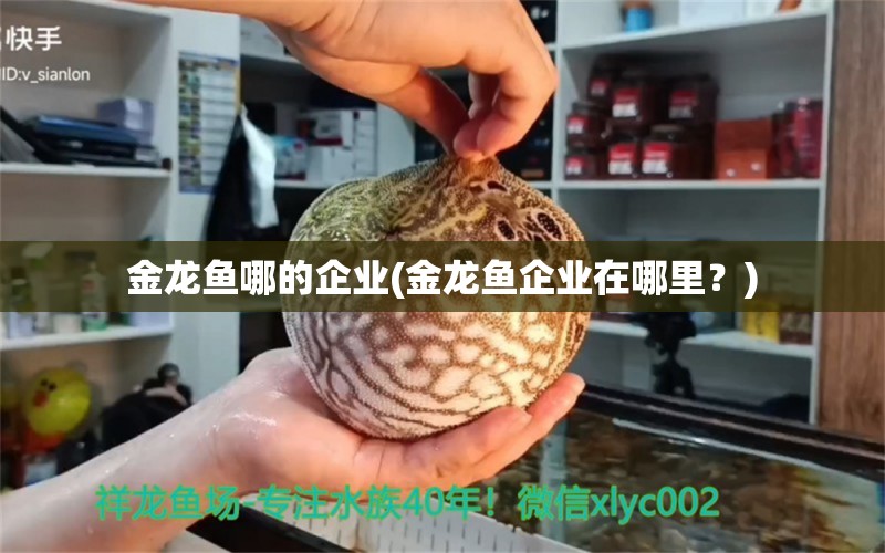 金龙鱼哪的企业(金龙鱼企业在哪里？)