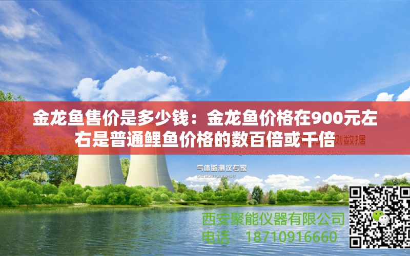 金龙鱼售价是多少钱：金龙鱼价格在900元左右是普通鲤鱼价格的数百倍或千倍