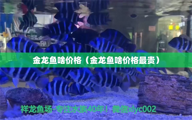 金龙鱼啥价格（金龙鱼啥价格最贵）