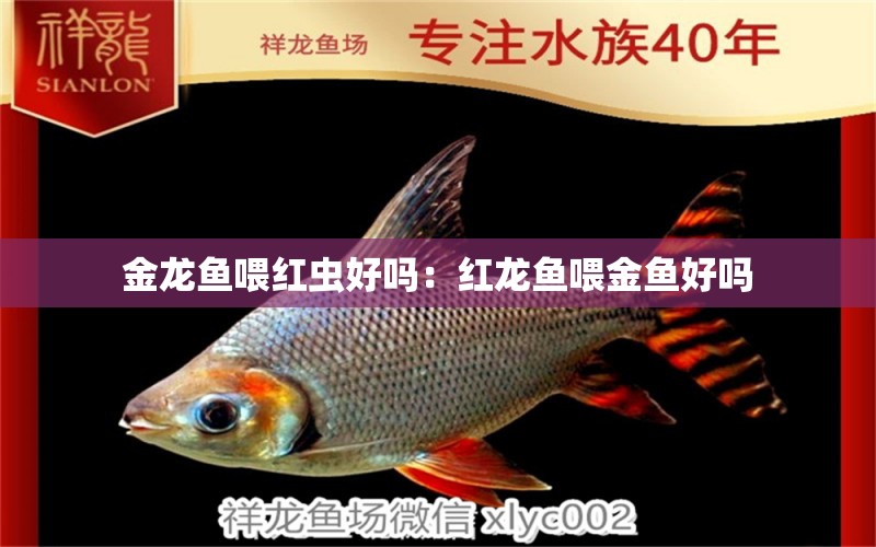 金龙鱼喂红虫好吗：红龙鱼喂金鱼好吗 广州水族批发市场