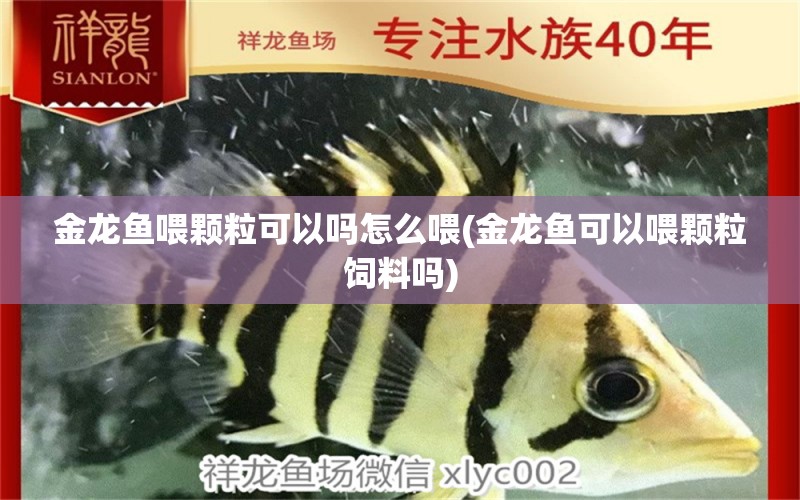 金龙鱼喂颗粒可以吗怎么喂(金龙鱼可以喂颗粒饲料吗)