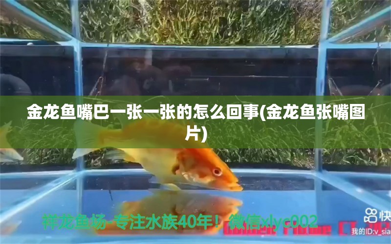 金龙鱼嘴巴一张一张的怎么回事(金龙鱼张嘴图片) 鱼缸清洁用具