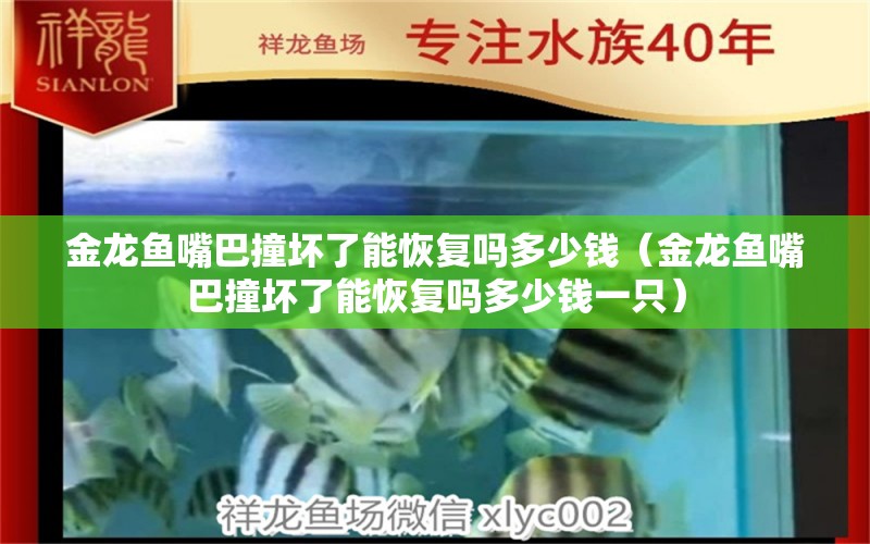 金龙鱼嘴巴撞坏了能恢复吗多少钱（金龙鱼嘴巴撞坏了能恢复吗多少钱一只）